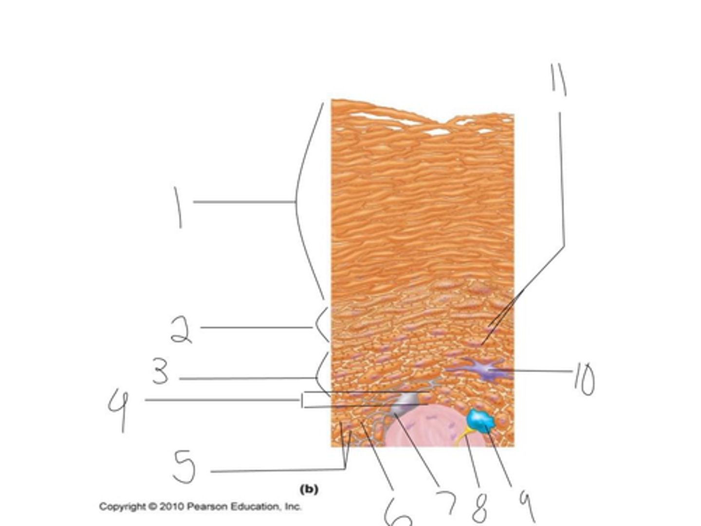 <p>9.</p>