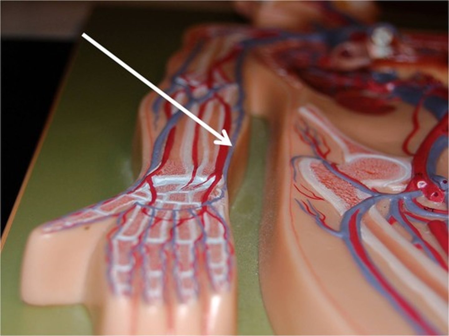 <p>carry oxygen depleted blood from the lower medial portion of the forearm to the brachial vein</p>