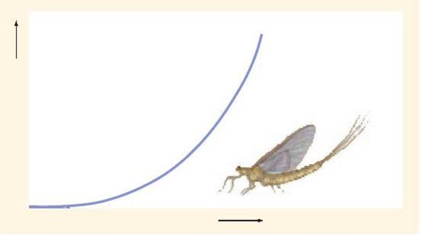 <p>exponential</p>