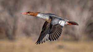 <p><span><span>Mergus merganser</span></span></p>
