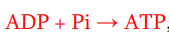 <p>permet la libération d’énergie nécessaire à la production d’ATP à partir d’ADP par l’ATP synthase</p>