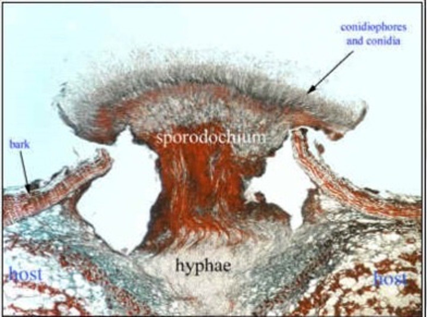 <p>in some pathogens that cause necrotic shoot disease and cankers</p>