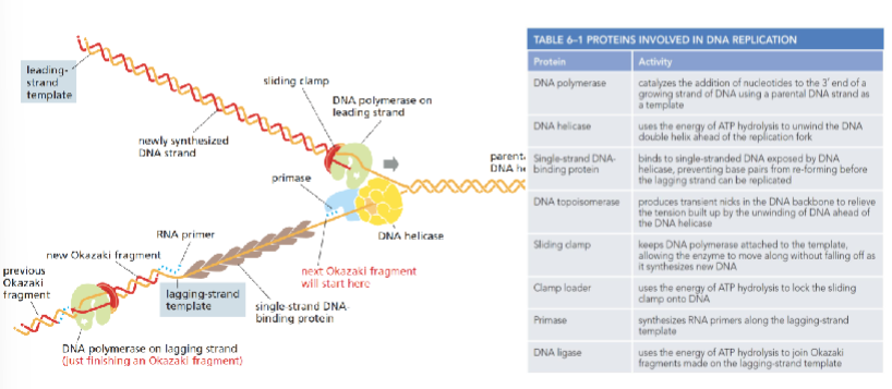 <table style="min-width: 50px;"><colgroup><col style="min-width: 25px;"><col style="min-width: 25px;"></colgroup><tbody><tr><th colspan="1" rowspan="1"><p>Enzym</p></th><th colspan="1" rowspan="1"><p>Functie</p></th></tr><tr><td colspan="1" rowspan="1"><p>Initiator-eiwit</p></td><td colspan="1" rowspan="1"><p>Herkent replicatie-oorsprong en opent DNA</p></td></tr><tr><td colspan="1" rowspan="1"><p>Helicase</p></td><td colspan="1" rowspan="1"><p>Scheidt DNA-strengen door waterstofbruggen te verbreken</p></td></tr><tr><td colspan="1" rowspan="1"><p>Primase</p></td><td colspan="1" rowspan="1"><p>Maakt RNA-primers als startpunt voor DNA-synthese</p></td></tr><tr><td colspan="1" rowspan="1"><p>DNA-pol III</p></td><td colspan="1" rowspan="1"><p>Verlenging van DNA-streng vanaf primer (5’ → 3’)</p></td></tr><tr><td colspan="1" rowspan="1"><p>DNA-pol I</p></td><td colspan="1" rowspan="1"><p>Verwijdert RNA-primers en vervangt ze door DNA</p></td></tr><tr><td colspan="1" rowspan="1"><p>Ligase</p></td><td colspan="1" rowspan="1"><p>Verbindt Okazaki-fragmenten tot continue streng</p></td></tr><tr><td colspan="1" rowspan="1"><p>DNA-pol II</p></td><td colspan="1" rowspan="1"><p>Herstel DNA-schade en vullen van gaten (niet betrokken bij replicatie)</p></td></tr></tbody></table><p></p>
