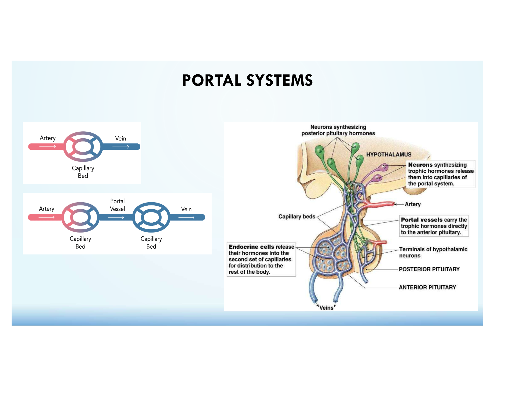 <p>Allows rapid, direct hormone delivery for precise endocrine regulation.</p>