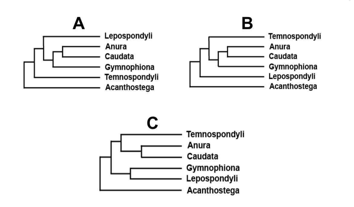 <p>Which origin of Lissamphibia Hypothesis is supported by Kardong?</p>