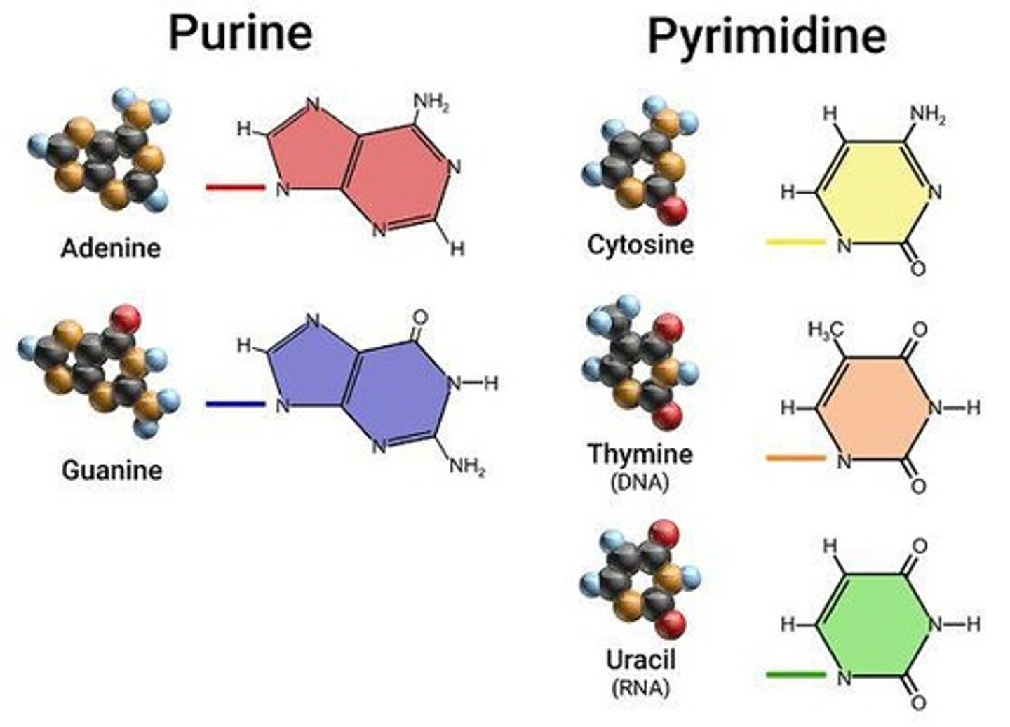 <p>Adenine (A), Guanine (G), Cytosine (C), Thymine (T).</p>