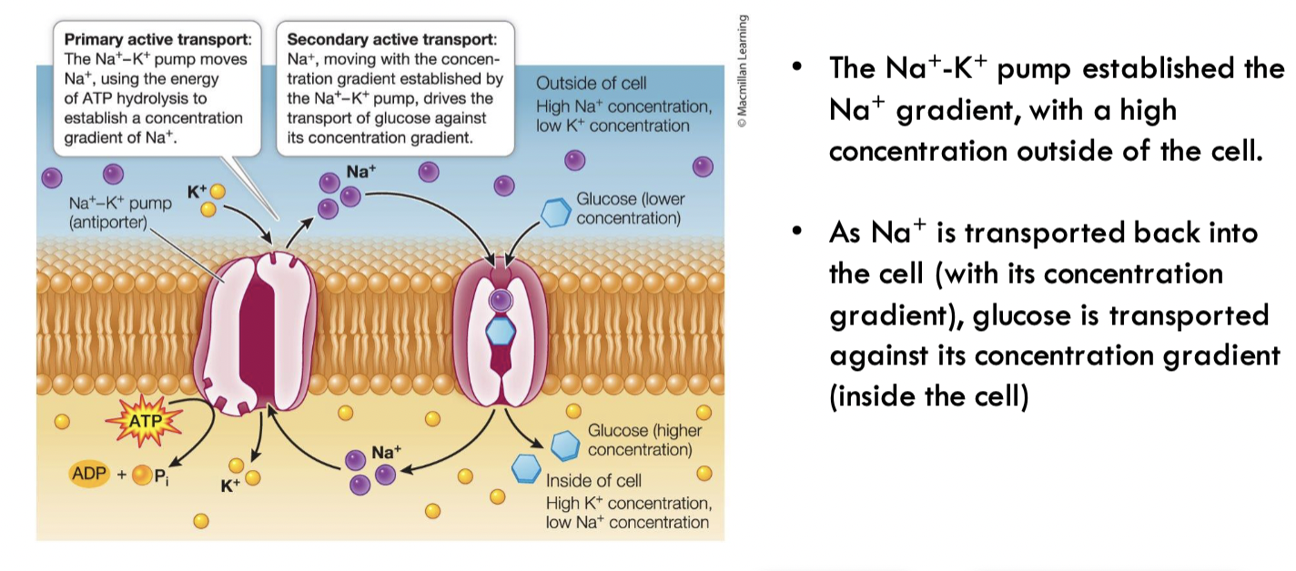 <p>energy comes from an ion concentration gradient that is established by primary active transport</p>