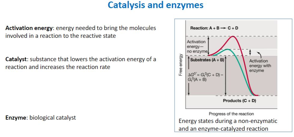 <p>Catalyst and Enzymes</p>