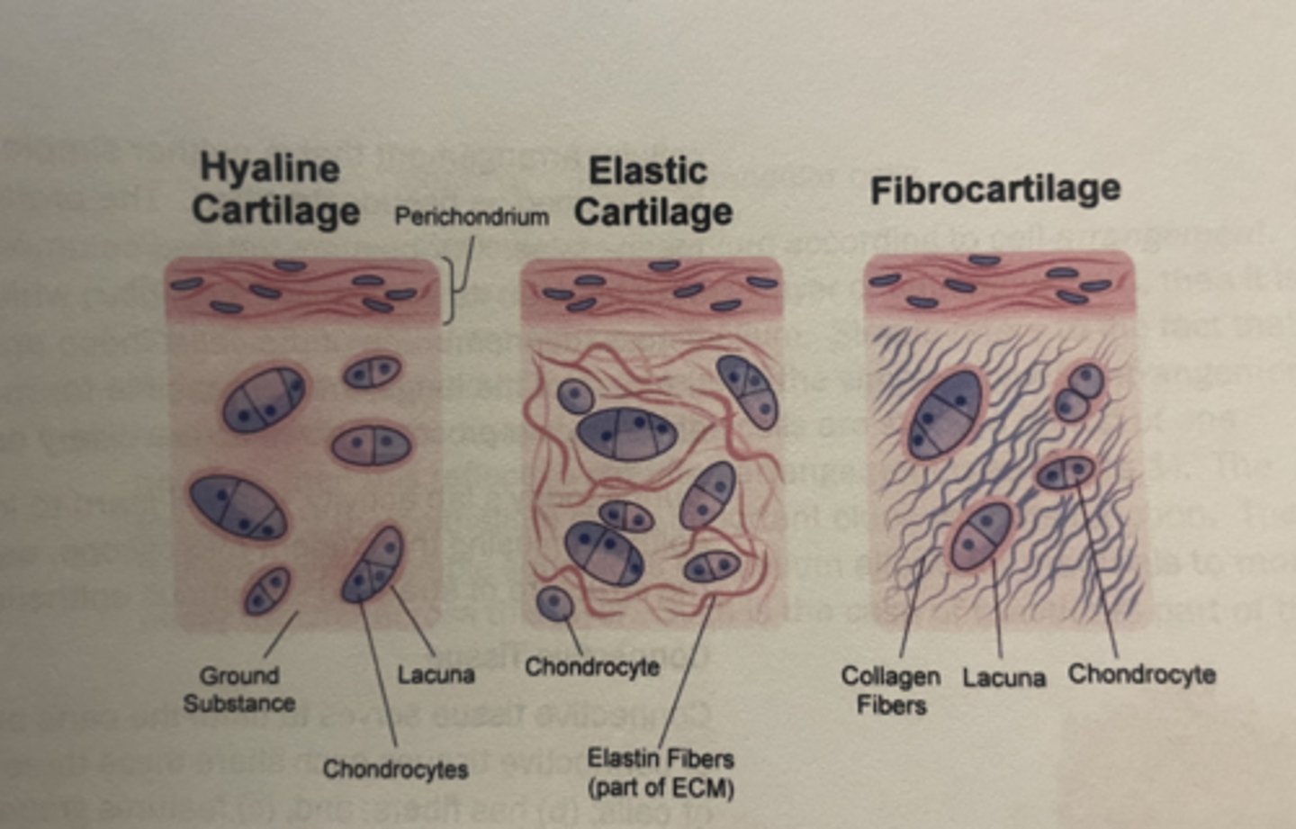 <p>hyaline cartilage</p><p>elastic cartilage</p><p>fibrocartilage</p>