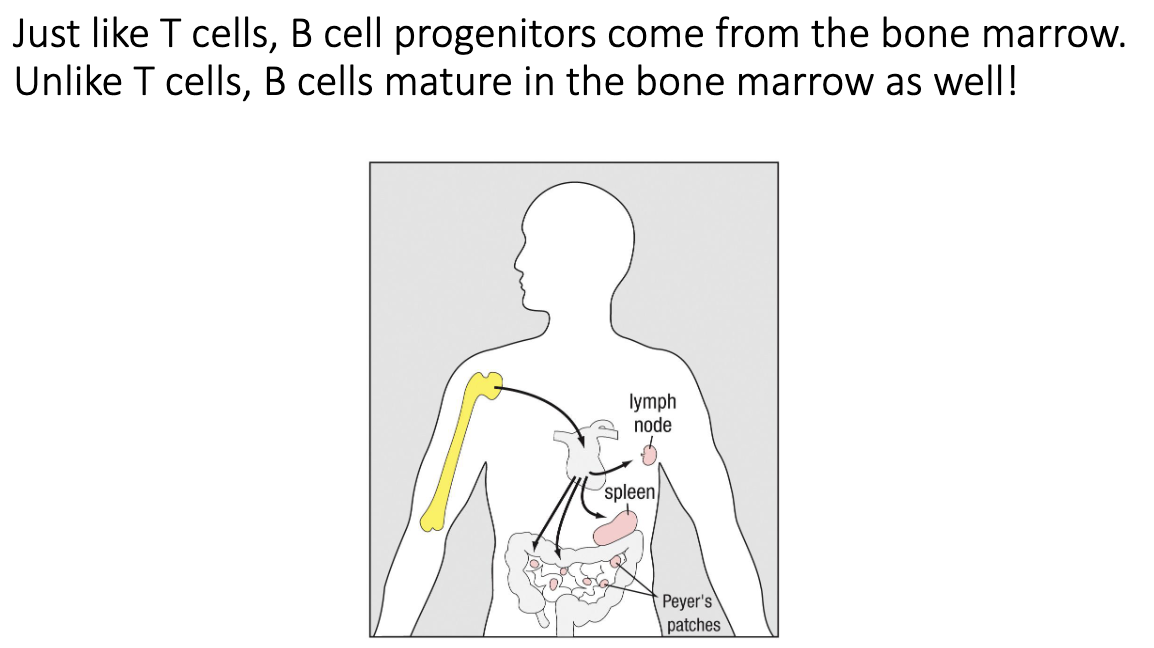 <ul><li><p>B-cell progenitors come from the <strong>bone marrow</strong>.</p></li><li><p>Unlike T cells, B cells <strong>do not travel to the thymus</strong>.</p></li><li><p><strong>All maturation happens in the bone marrow</strong>.</p></li></ul><p></p>