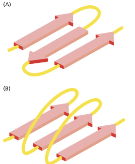 <p>neighbouring strands/different segments</p>