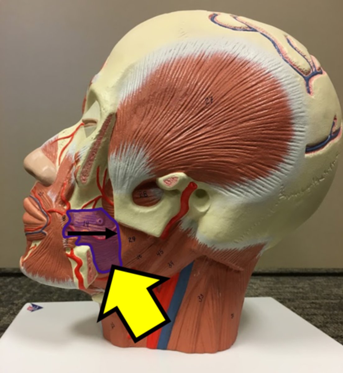 <p>Name the muscle</p>