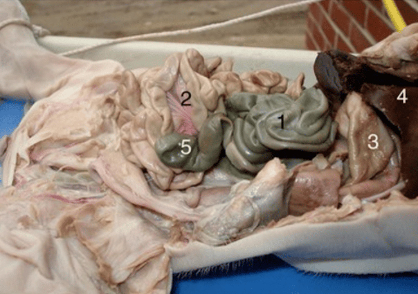 <p>#5</p><p>Pouch connected to the junction of the small and large intestines. The internal wall is composed of a thick mucous membrane, through which water and salts are absorbed</p>