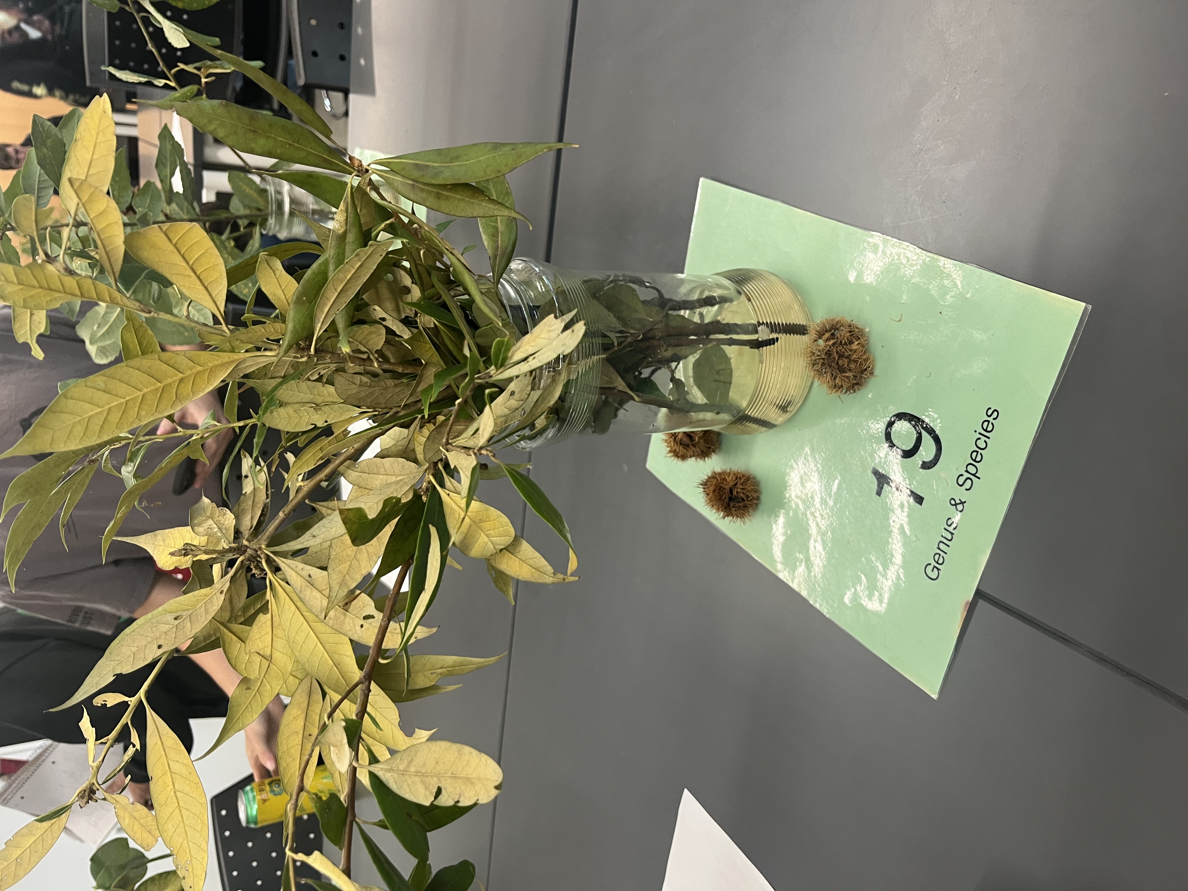 <p>alternate, simple, somewhat oblate somewhat lanceolate. monoecious. have <strong>spiny bur </strong>containing 1-3 nuts.</p>