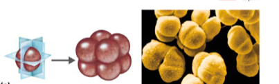 <p>cubelike groups of eight cocci </p><ul><li><p>has three planes</p></li></ul><p></p>