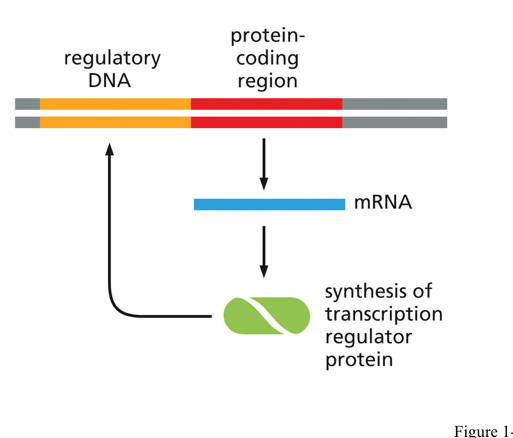 <ul><li><p><strong>The process by which an unspecialized cell becomes specialized</strong></p></li><li><p><strong>highly complex and regulated process where the genome / genes define the program of multicellular development</strong></p></li><li><p>Stem cell gets differentiated more and more as it divides</p></li></ul><p></p>