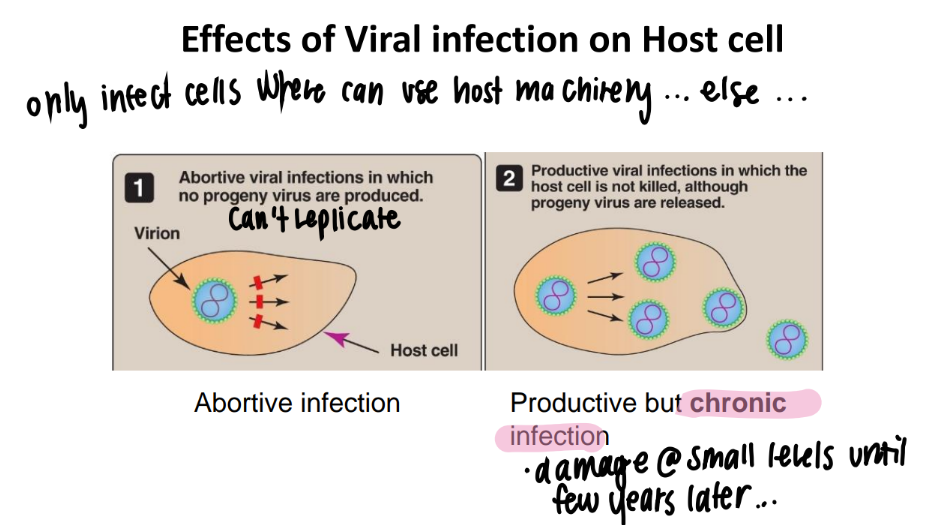 <p>viruses just sit there in the host cell, no offpsirng are made </p>