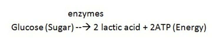 <p>Type of anaerobic respiration used by organisms such as bacteria to recycle products of glycolysis. Lactic acid made, NO additional ATP made. Used in making cheese and yogurt</p>