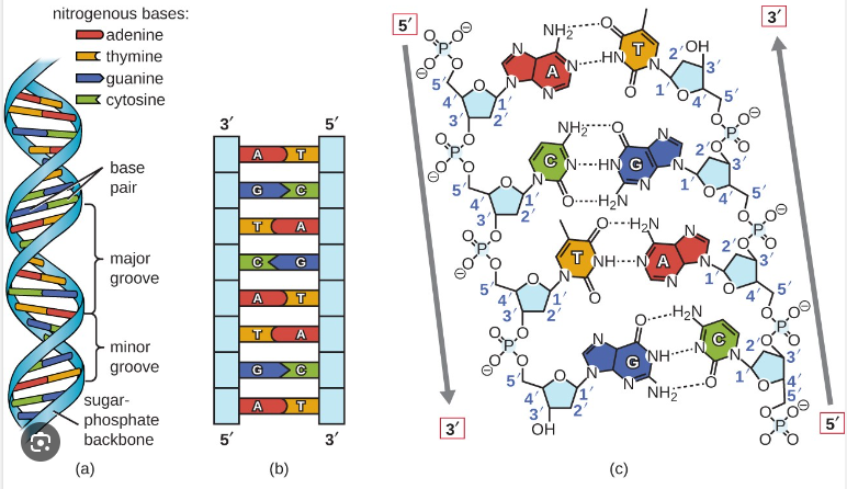 <ul><li><p><span>DNA consists of two antiparallel strands of nucleotides&nbsp;</span></p></li><li><p><span>Parallel strands run opposite directions&nbsp;</span></p></li><li><p><span>In a double helix, the 5’ end of one strand aligns with the 3’ strand of the other strand</span></p></li></ul><p></p>