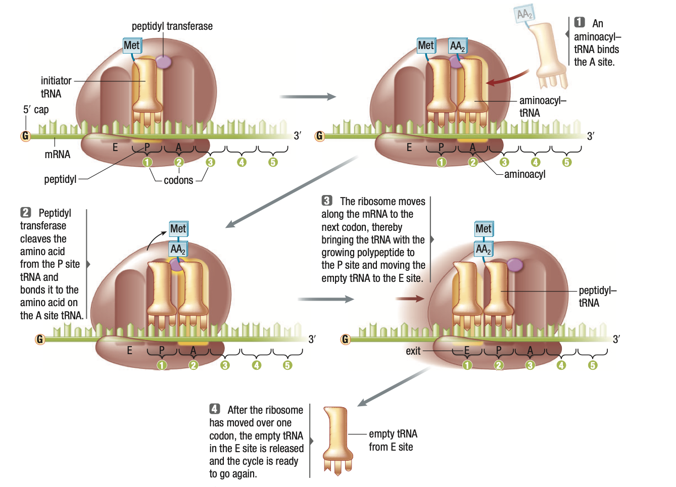 Elongation of Translation