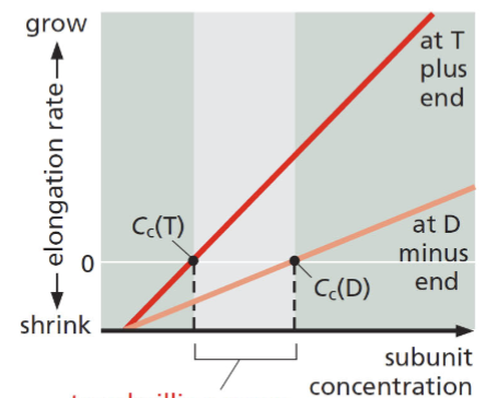 <p>get to the same amount of polymerization at the positive end as depolymerization at the negative end (equilibrium)</p>