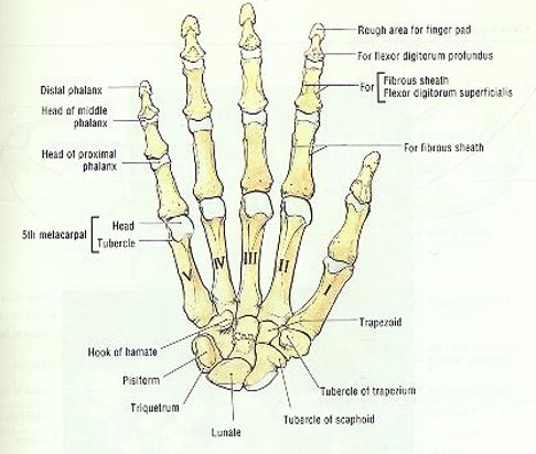 \-14

\-Thumb (Proximal, Distal)

\-Fingers 2-5 (Proximal, Middle, Distal)

\-Landmarks (Base, Body, Head)