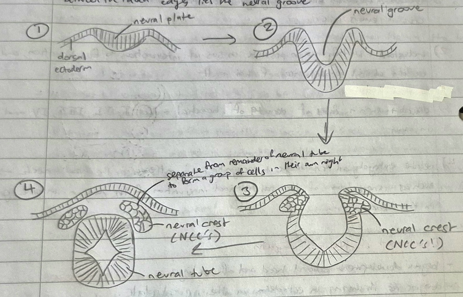 <ul><li><p>the edges of the neural plate begin to thicken, producing raised margins to the structure. between these margins lies the neural groove</p></li><li><p>neural folds continue to develop until they meet on top of the neural fold to produce a neural tube. </p></li><li><p>this will become the ventricles and central canal of the nervous system</p></li></ul><p></p>