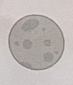 <p>circle</p>