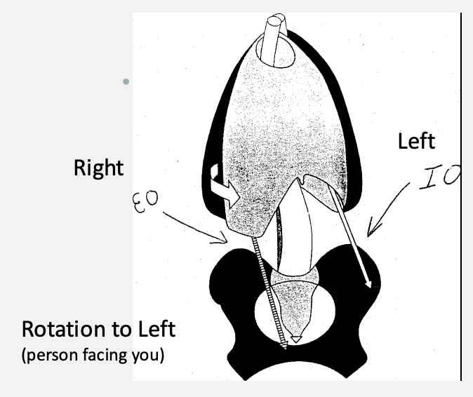 <p>rotating to <strong><u>left</u></strong></p><ul><li><p><strong><u>left side</u></strong>: <strong><u>internal obliques</u></strong></p></li><li><p><strong><u>right side</u></strong>: <strong><u>external obliques</u></strong></p></li></ul><p>rotating to <strong><u>right</u></strong></p><ul><li><p><strong><u>left side</u></strong>: <strong><u>external obliques</u></strong></p></li><li><p><strong><u>right side</u></strong>: <strong><u>internal obliques</u></strong></p></li></ul><p></p>