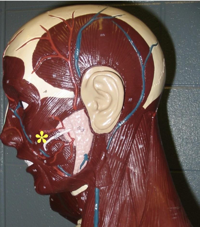 <p>Action: Smiling</p>