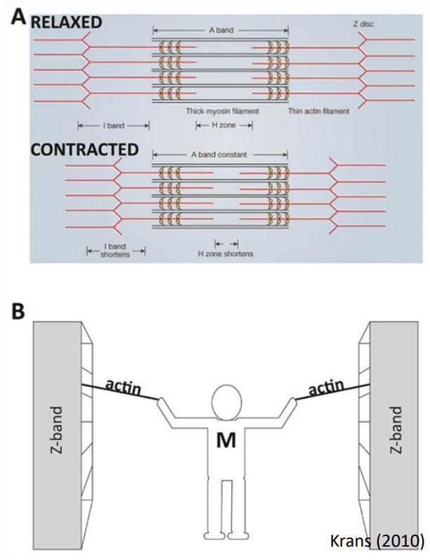 <ol><li><p>Myosin head (thick filament) “walks” on actin in thin filaments </p></li><li><p>Starts with an action potential</p></li></ol><p></p>