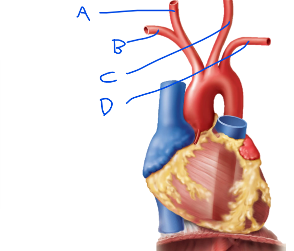 <p>what is c</p>