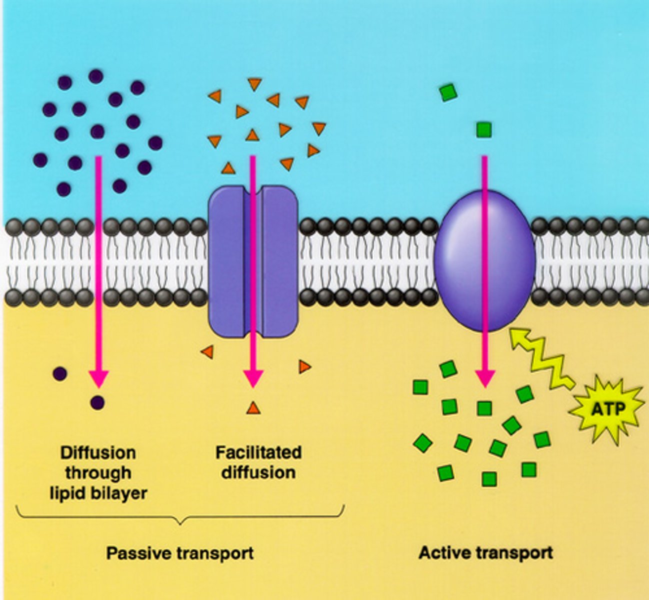 <p>-type of passive transport</p><p>-driven by concentration gradient</p><p>-doesn't require an energy input</p><p>-uses tranport proteins (specific to certiain solutes)</p><p>-rate of diffusion depends on kinetics of tranport protein</p>