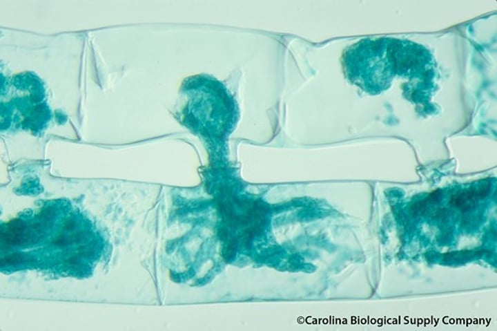 <p>A temporary union of two organisms for the purpose of DNA transfer.</p>