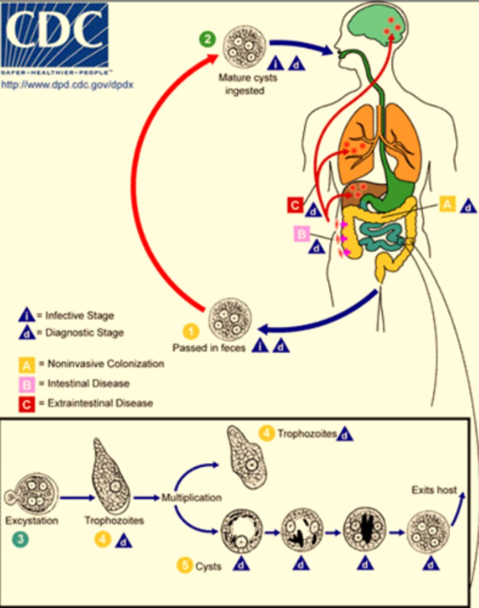 knowt flashcard image