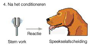 <p>Welke stimulus en reactie?</p>