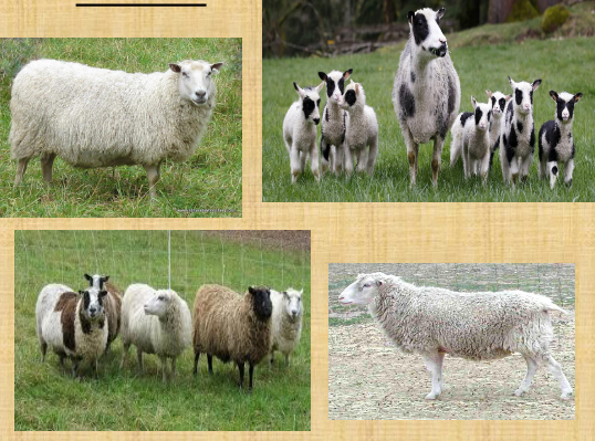 <p>what breed is this</p>