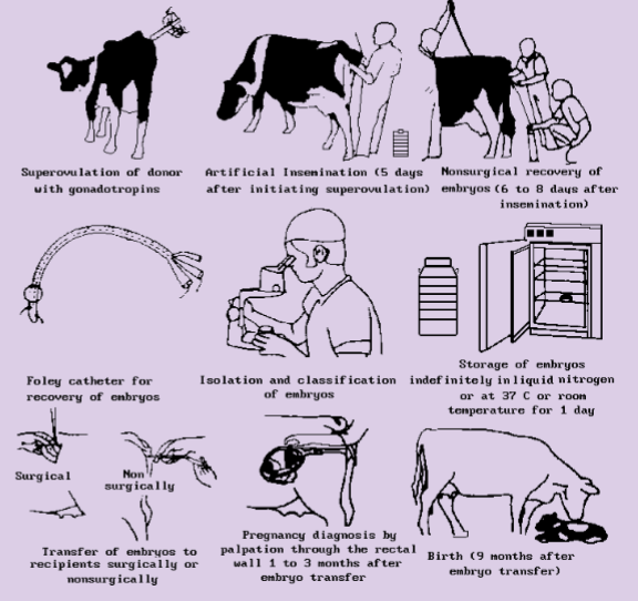 <p>Embryo transfer benefits</p>