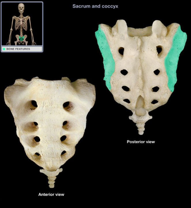 <ul><li><p>Location: Sacrum (lateral surface)</p></li><li><p>Description: Paired, elongated, ear-shaped, lateral surface of sacrum</p></li><li><p>Function: Articulation with ilium (synovial sacroiliac joint)</p></li><li><p>Comment: Latin: auris = ear</p></li></ul><p></p>