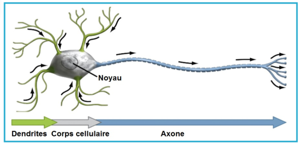 <ul><li><p>Elles sont toujours interconnectées, servent à transmettre des messages</p></li><li><p>Va de transmission électrique à transmission chimique (neurotransmetteurs)</p></li><li><p>Il y a propagation de l’information de la dendrite (réception de l’information) vers le corps cellulaire (traitement de l’information) vers l’axone (transmission de l’information)</p></li></ul><p></p>