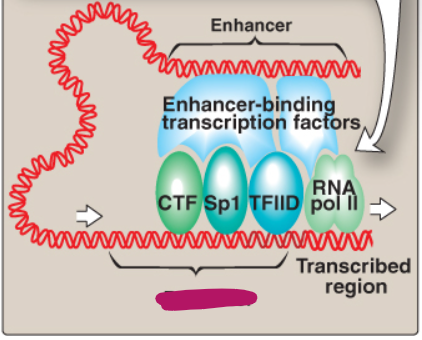 <p>Label this section of the core promoter site.</p>