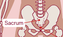 <p><span>Lower backbone (fused vertebrae above coccyx)</span></p>