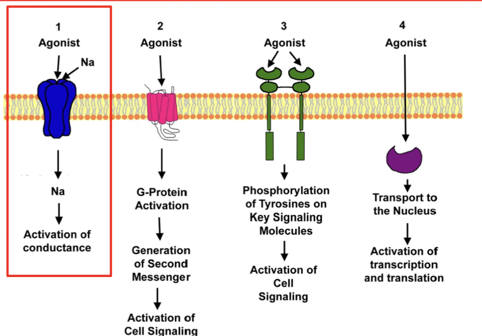 <p><strong>ligand-gated ion channels</strong> that switch between <strong>closed</strong> and <strong>open states</strong> upon ligand binding</p><ul><li><p>mediate rapid synaptic transmission by directly controlling the flow of ions across cell membranes in response to the binding of a ligand (ex. neurotransmitter)</p></li></ul><p></p>