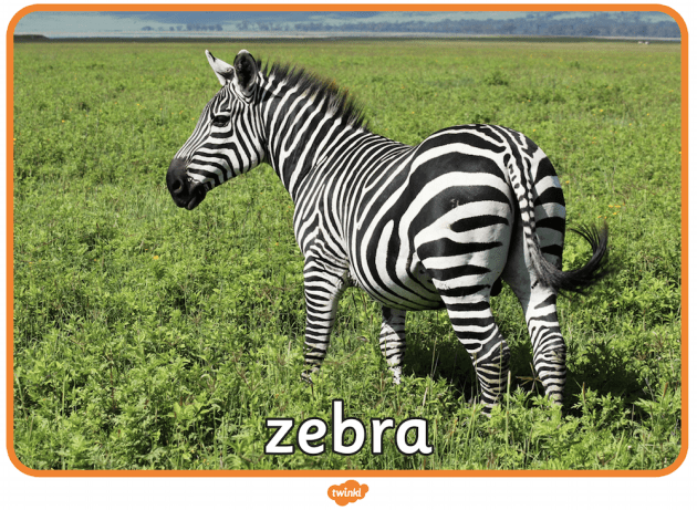 <p>everyday words for things. example: zebra</p>