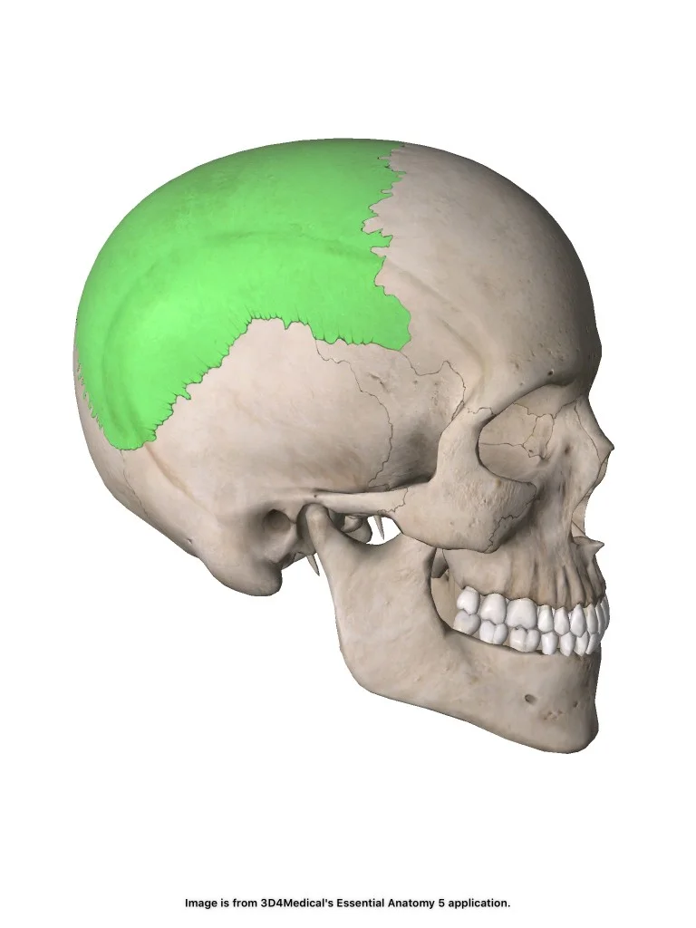 <p>Hjässbenet. Parigt. Neurokraniet</p>