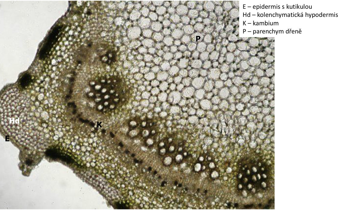 <p>Rohový kolenchym, chlorenchym, parenchym dřeně Urtica dioica (Urticaceae)</p>