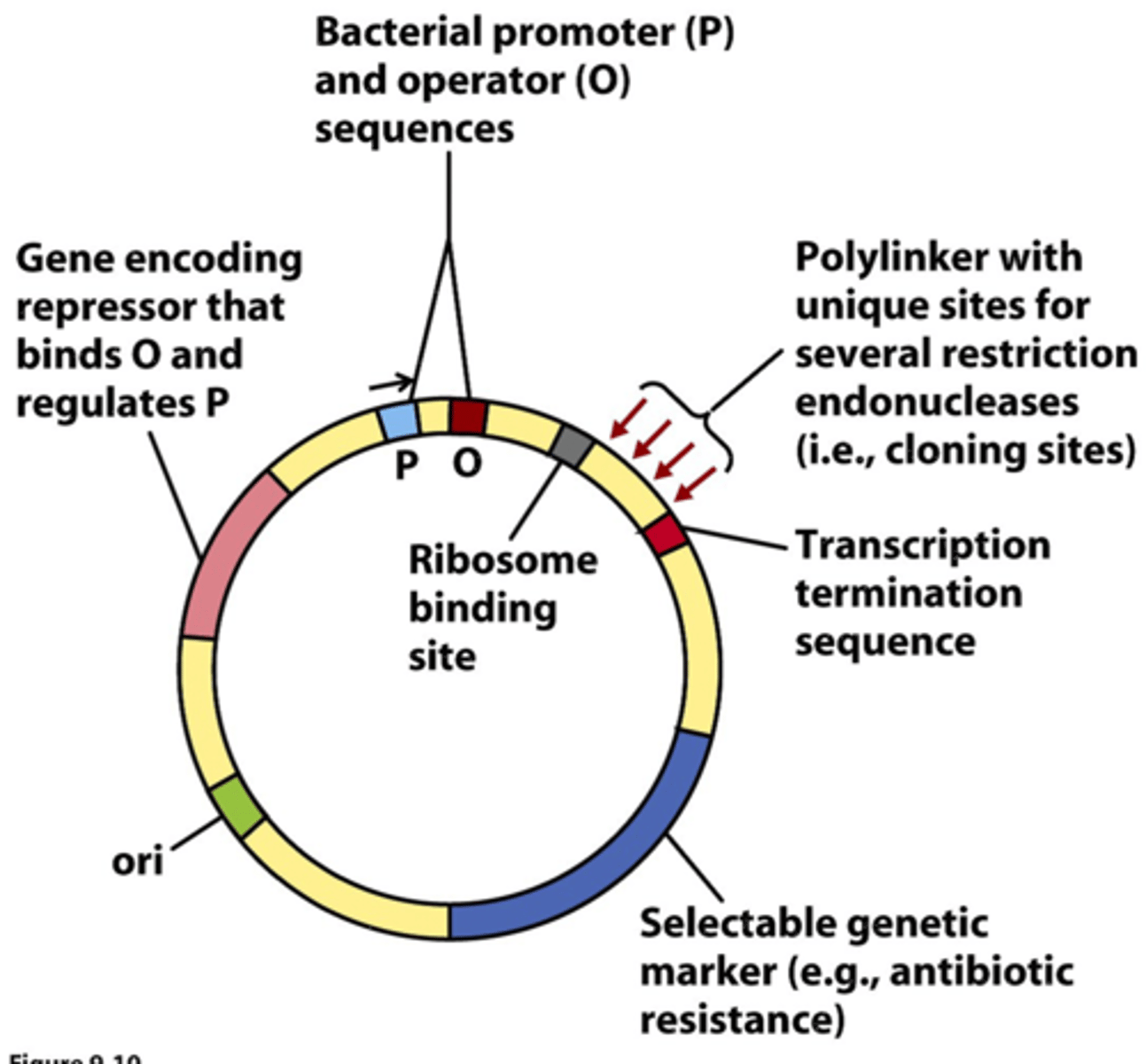 <p>a gene introduced into a cell, especially a bacterium or to cells in culture, that confers a trait suitable for artificial selection. used to identify if a bacteria has been transformed (e. LacZ, ampR)</p>