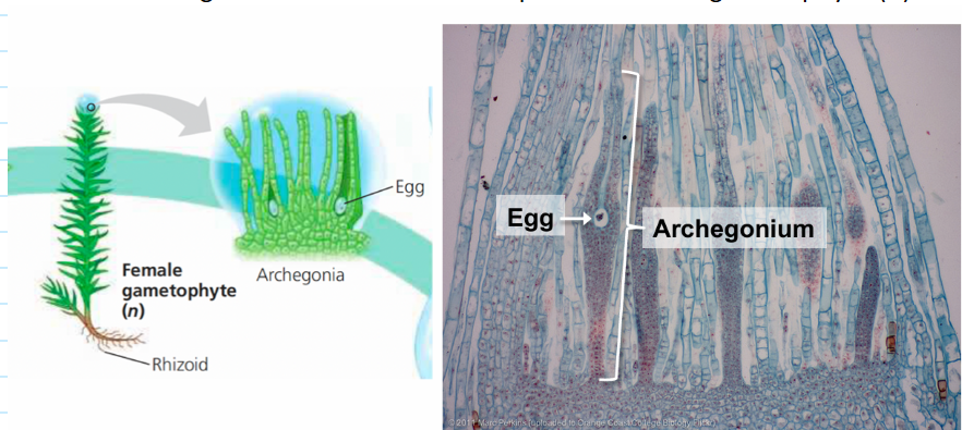 <p>located at the top of the female gametophyte and contains eggs inside</p>