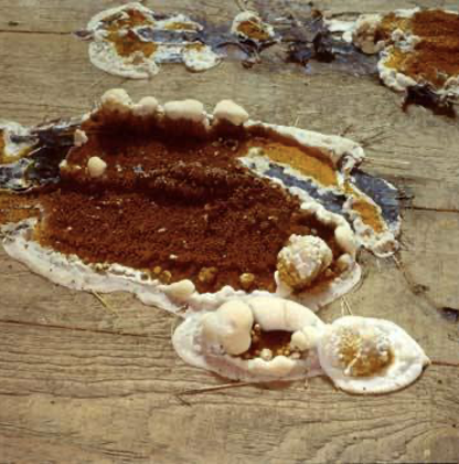 <p>Brown rot! Optimum MC = 20-50%. Common in other countries, flat pancake-like, rust-colored sporophores, heat intolerant. Rhizomorph structure (how fungi can get moisture by burrowing into the ground.)</p>