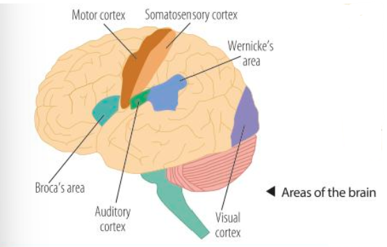 <p>Localisation of function is the principle that specific functions (language, memory, hearing etc…) have specific locations within the brain.</p><p></p><p>(Gall’s theory of phrenology in the early 19th century was influential - believed bumps on the head in certain areas are indicative of certain traits being prominent in that person.</p><p>But this was soon discredited as Flourens demonstrated that major divisions of the brain had different functions by removing/damaging areas of the brain in animals.)</p><p></p><p>Localisation of function in the brain:</p><ul><li><p><mark data-color="#e45bec" style="background-color: #e45bec; color: inherit">Motor</mark> and <mark data-color="#df7b7b" style="background-color: #df7b7b; color: inherit">somatosensory</mark> areas</p></li><li><p><mark data-color="#5bc3de" style="background-color: #5bc3de; color: inherit">Visual</mark> and <mark data-color="#3f8cd9" style="background-color: #3f8cd9; color: inherit">auditory </mark>centres</p></li><li><p>Language centres: <mark data-color="#85c22b" style="background-color: #85c22b; color: inherit">Broca’s</mark> and <mark data-color="#19da66" style="background-color: #19da66; color: inherit">Wernicke’s</mark> areas</p></li></ul><p>YOU NEED TO KNOW WHERE THESE AREAS ARE AND WHAT THEY DO!!!</p><p>See image attached.</p>